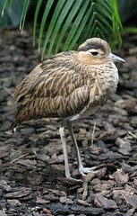 Double-striped Thick-knee